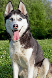 siberianhusky_copy.jpg